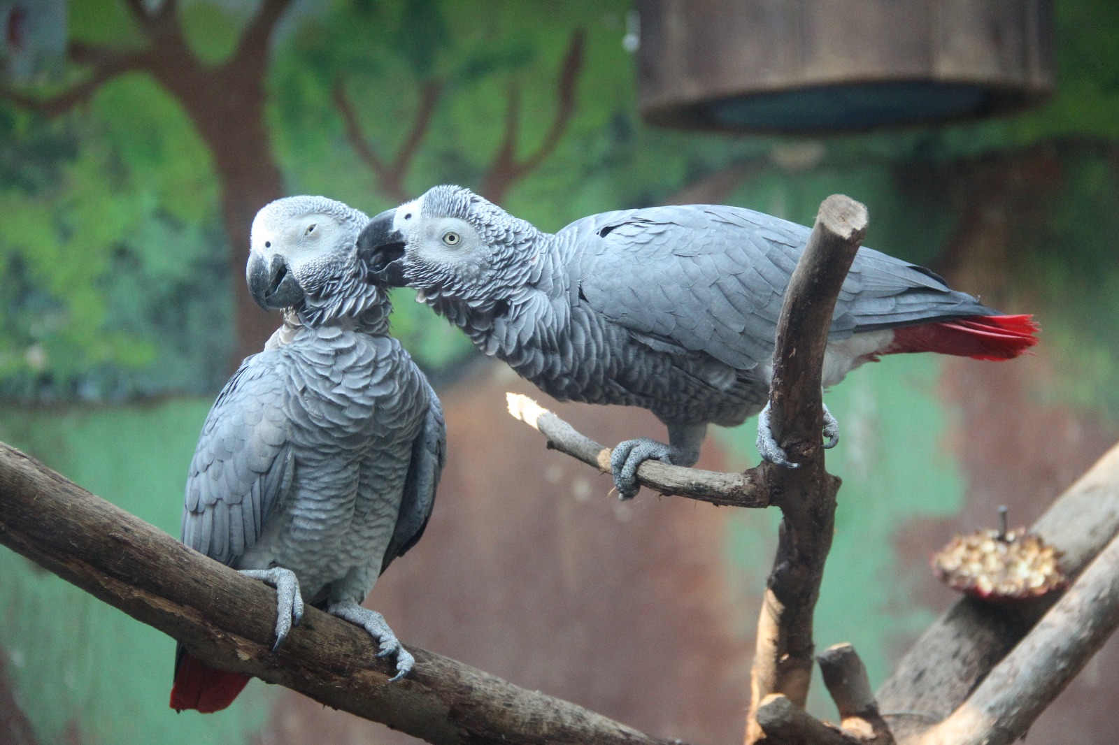 Cute Parrots